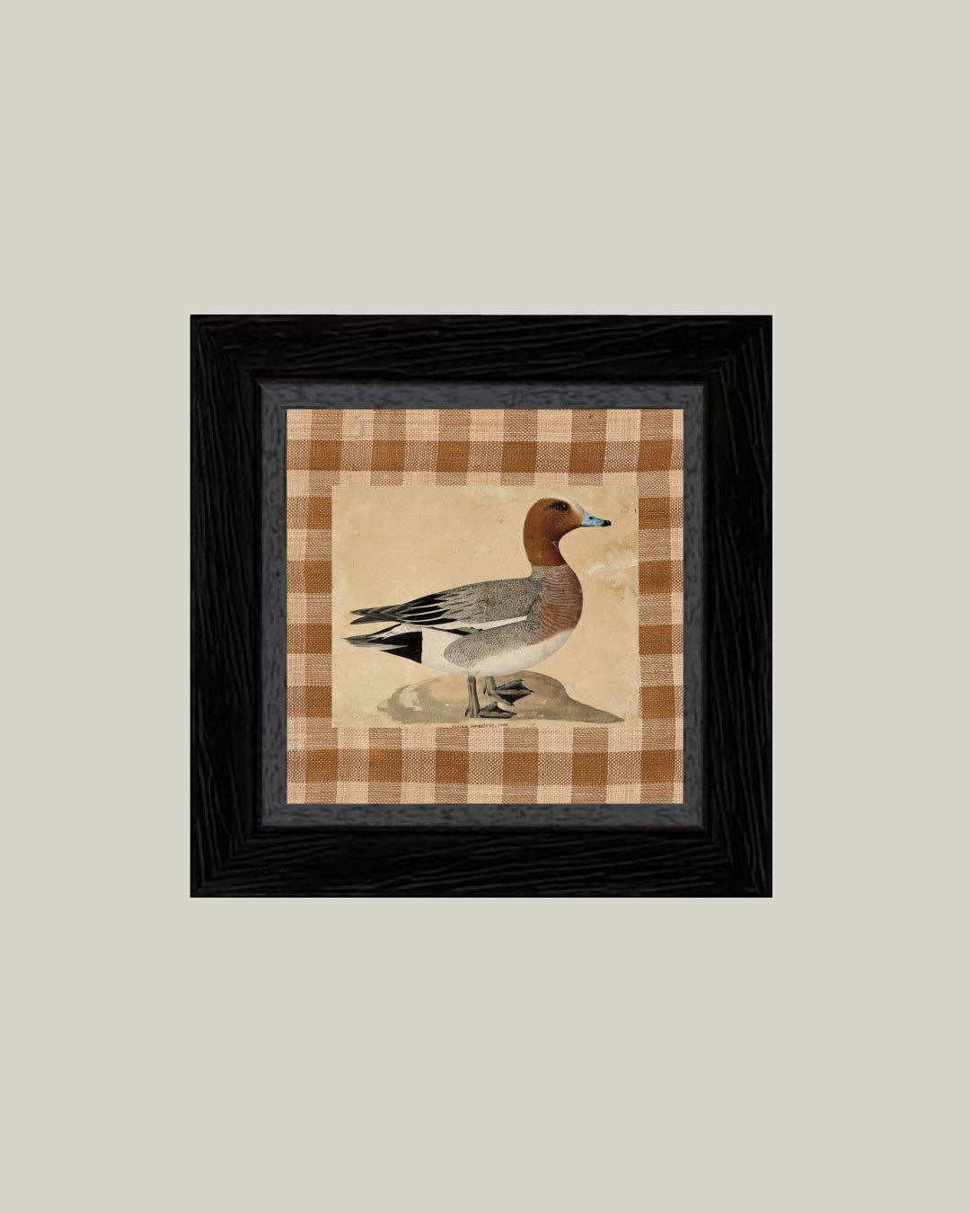 Eurasian Wigeon