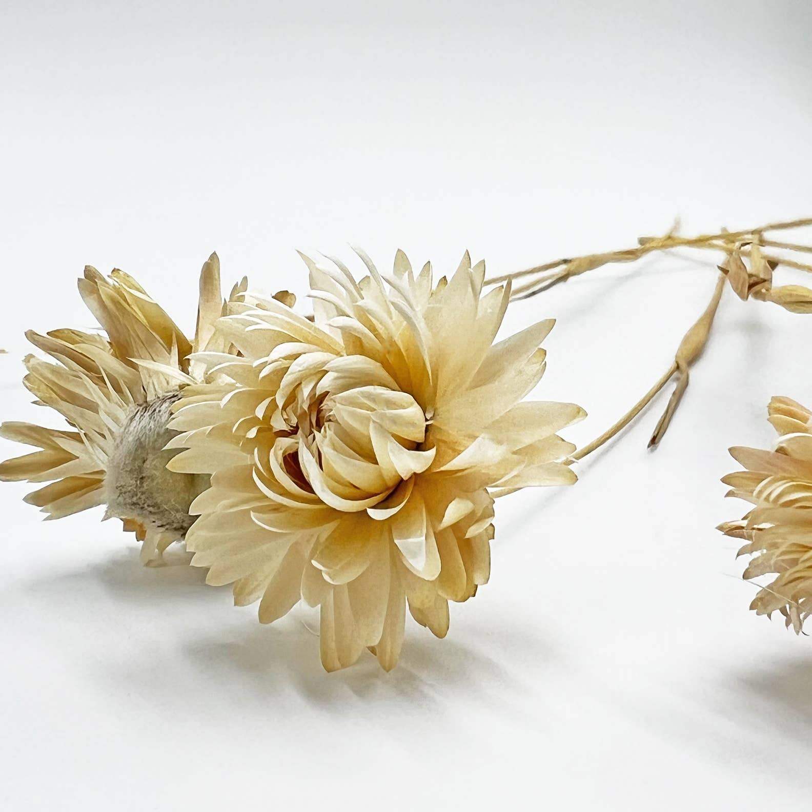 Dried Ruby Daisy Flower