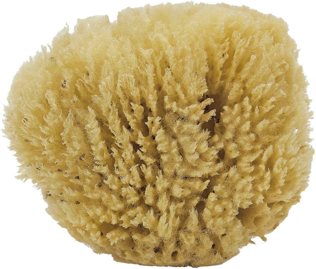 Sea Sponge