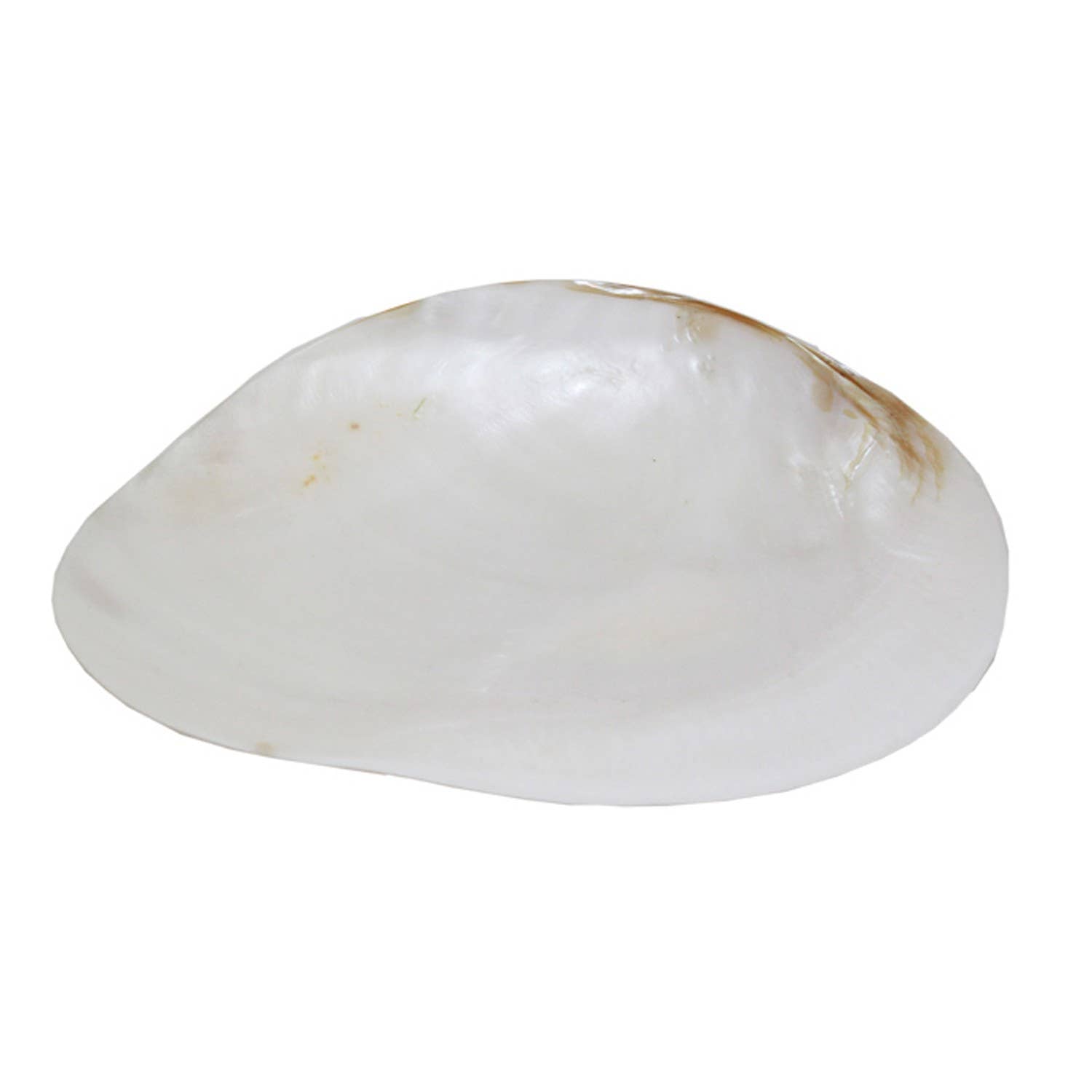 Shell Trinket Dish