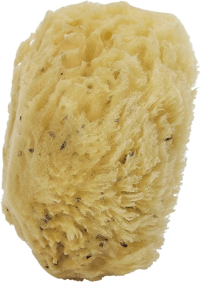 Sea Sponge