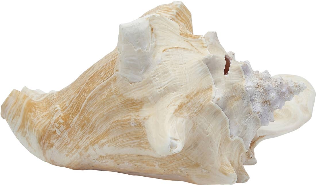 Conch Shell
