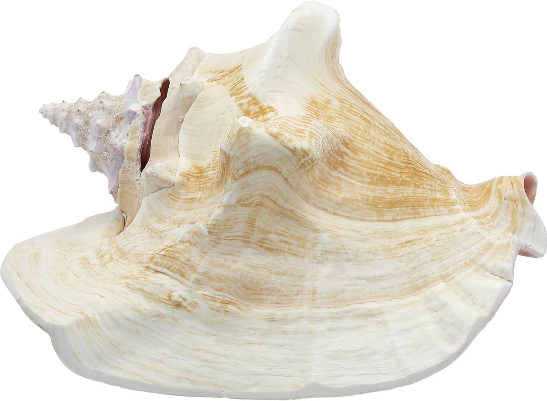 Conch Shell