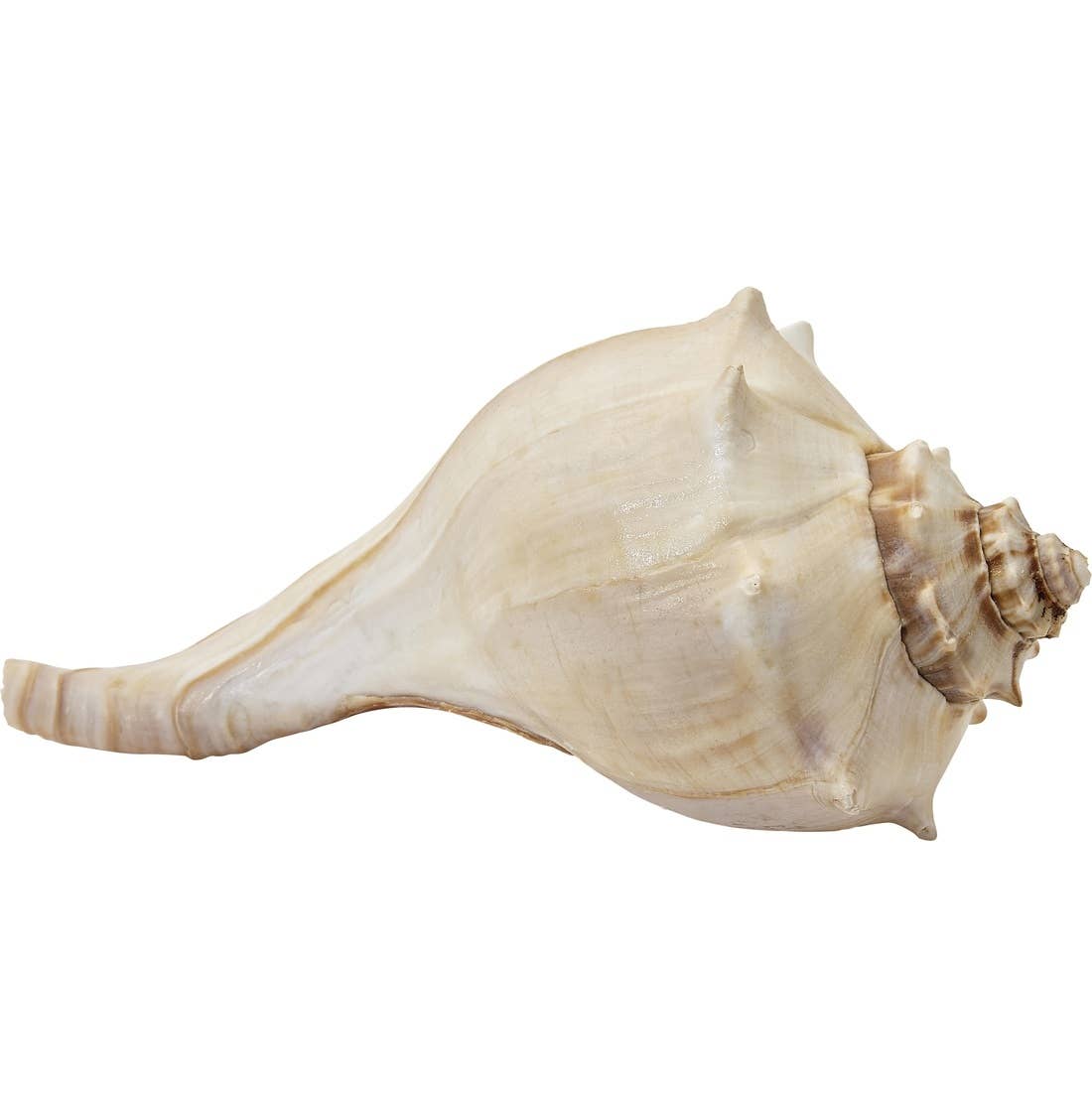Conch Shell