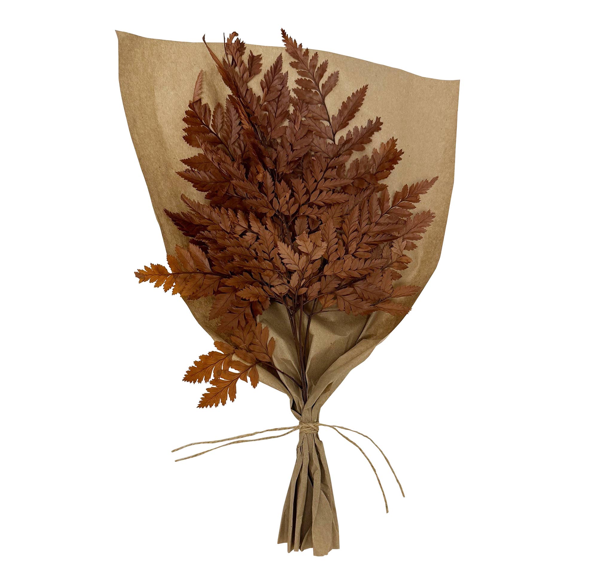 Preserved Mahogany Fern Bundle