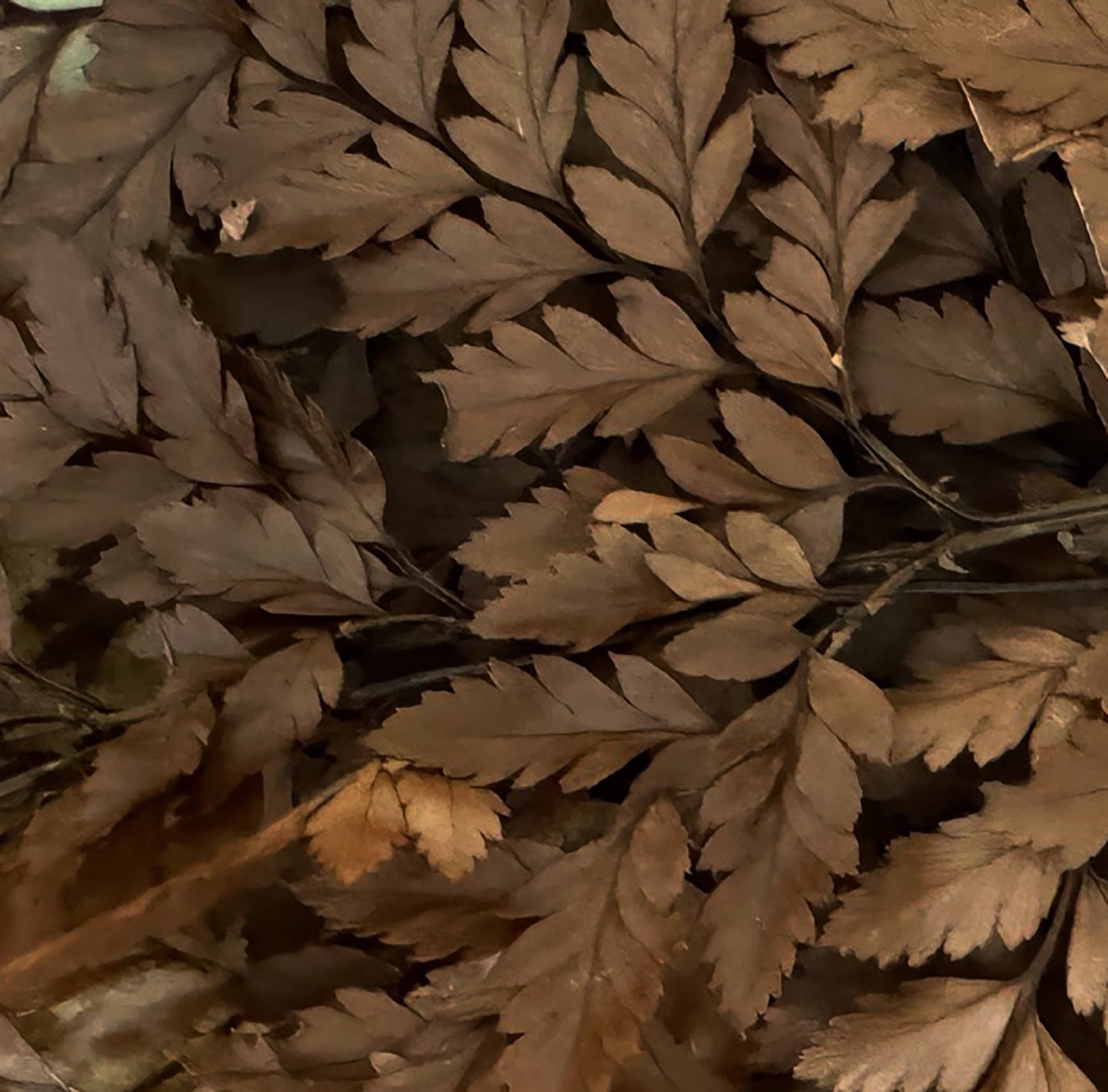 Preserved Mahogany Fern Bundle