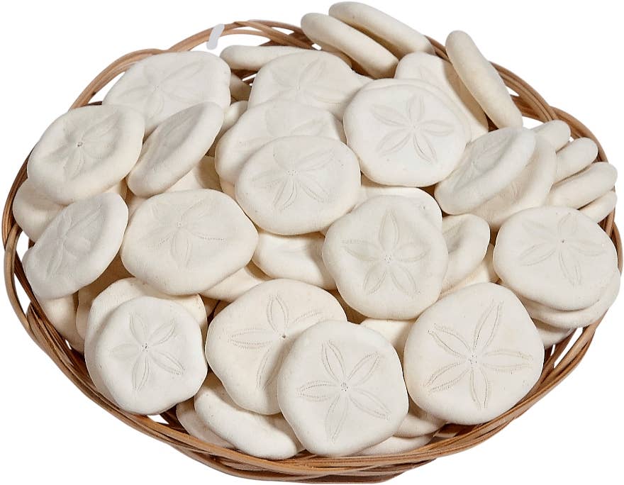 Sea Cookie Sand Dollars