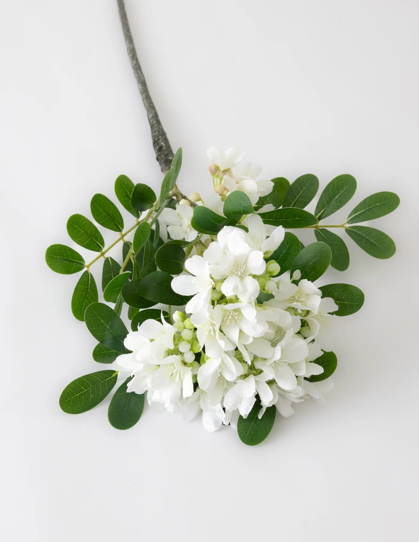 Mountain Laurel Stem