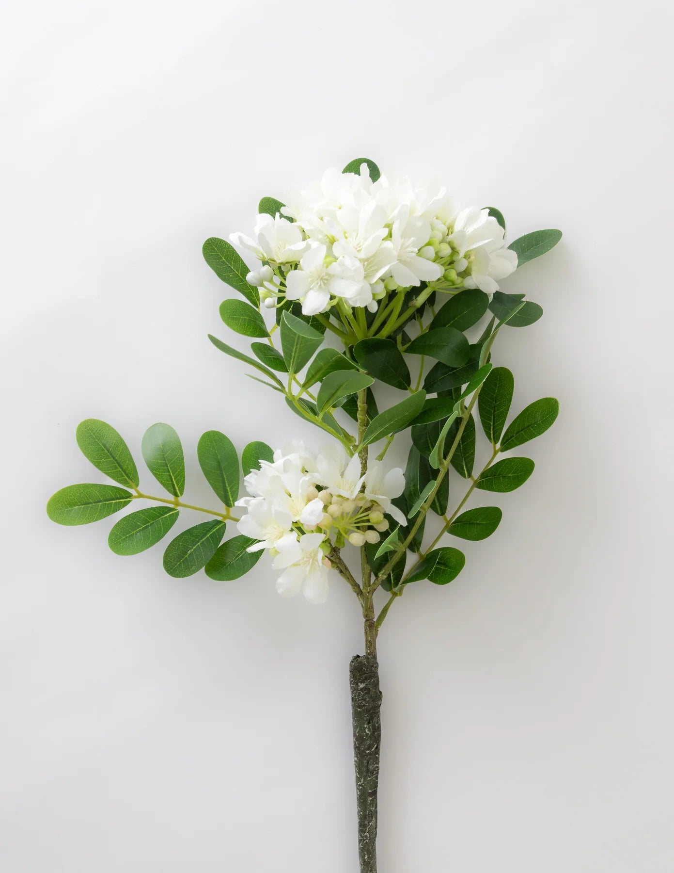 Mountain Laurel Stem