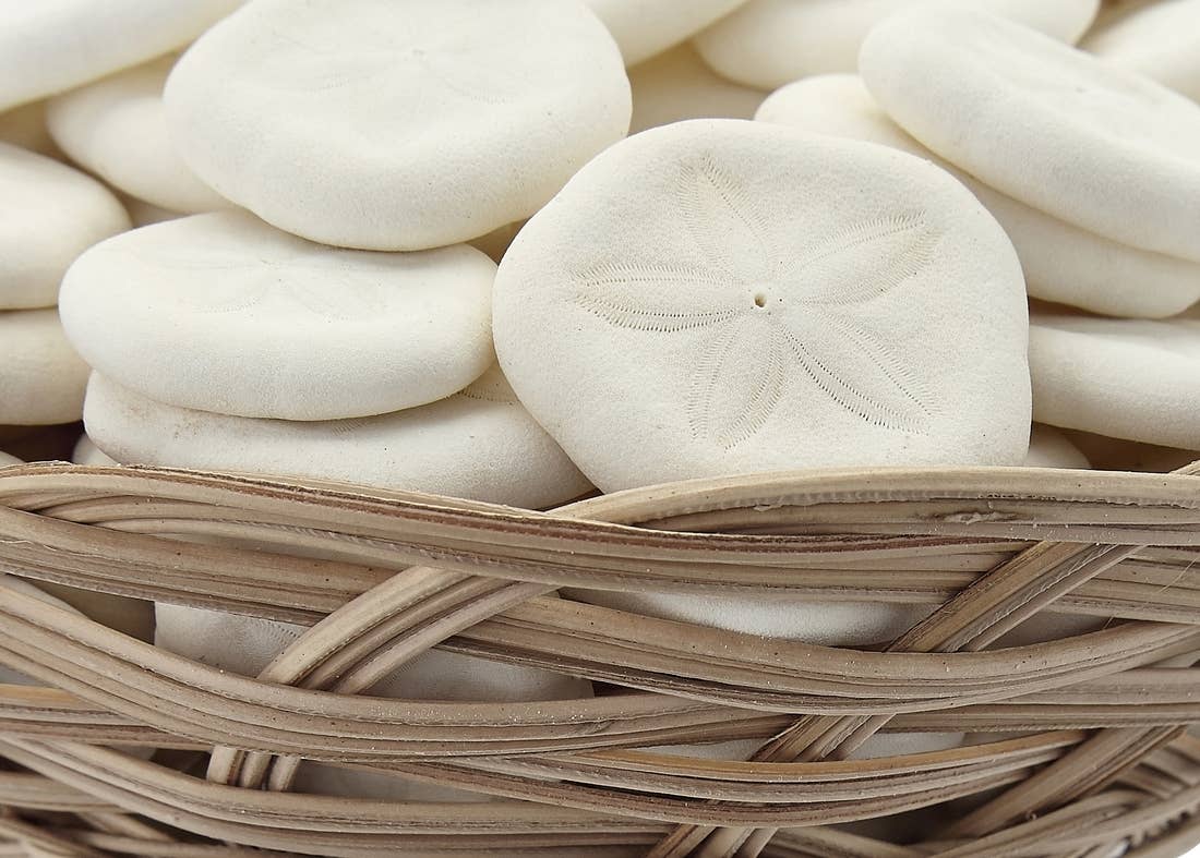 Sea Cookie Sand Dollars