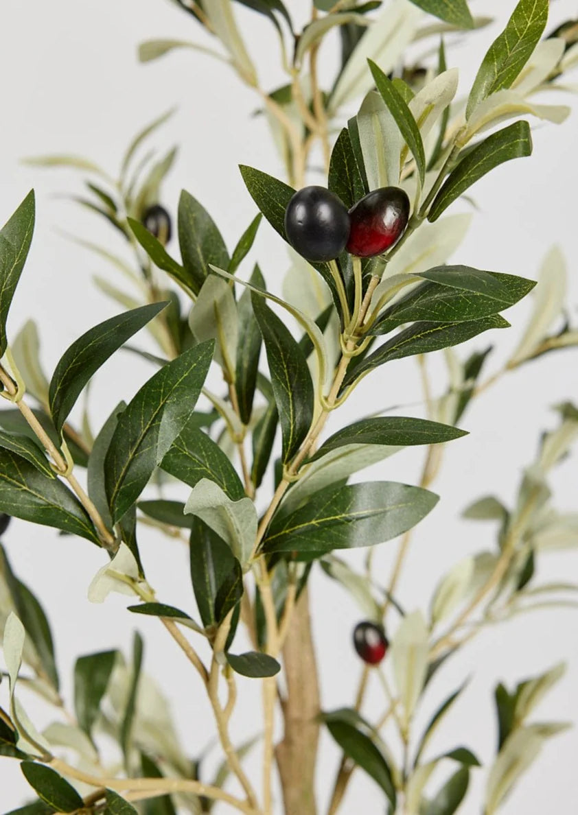 Olive Tree in Pot