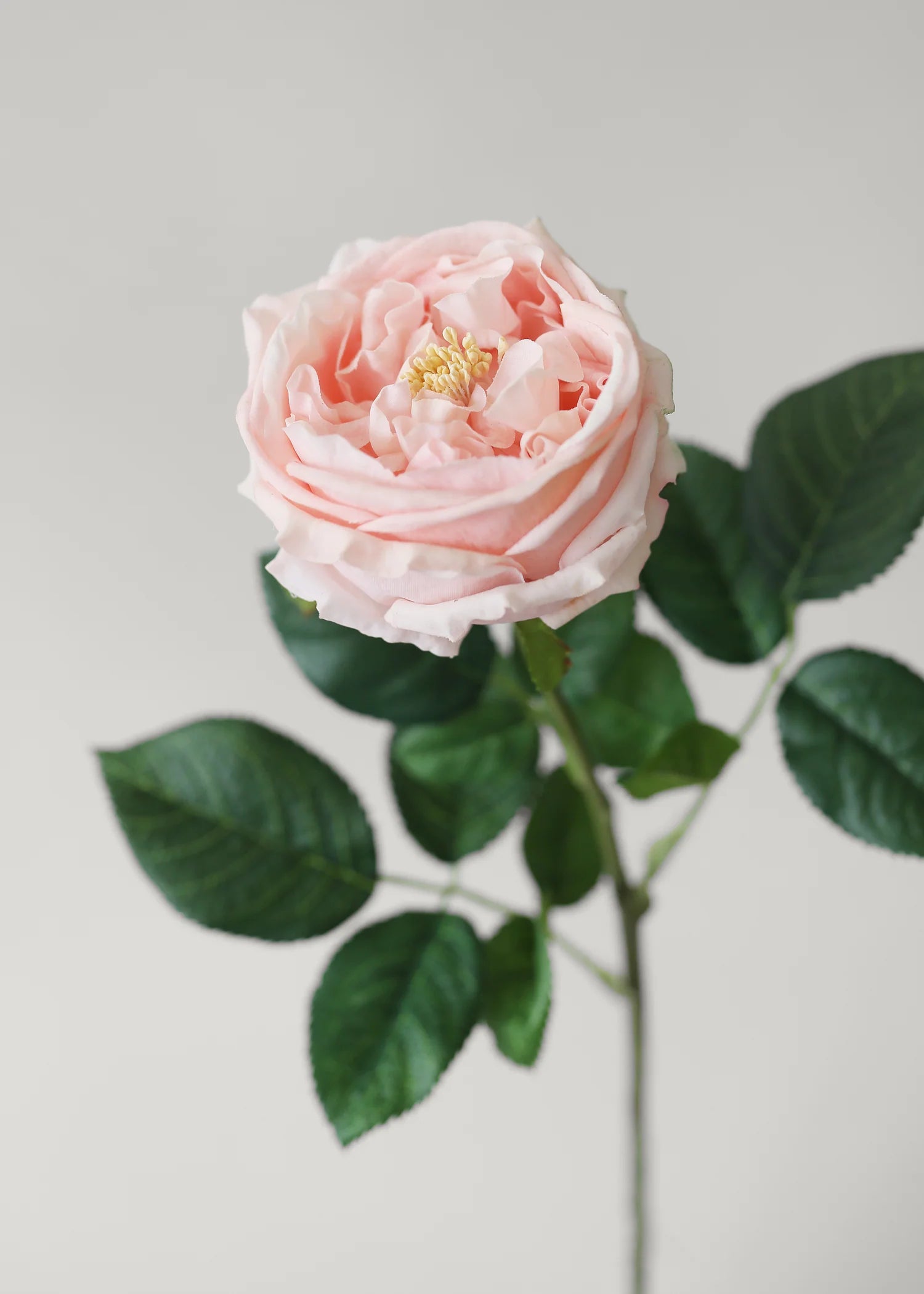 Real Touch Austin Rose