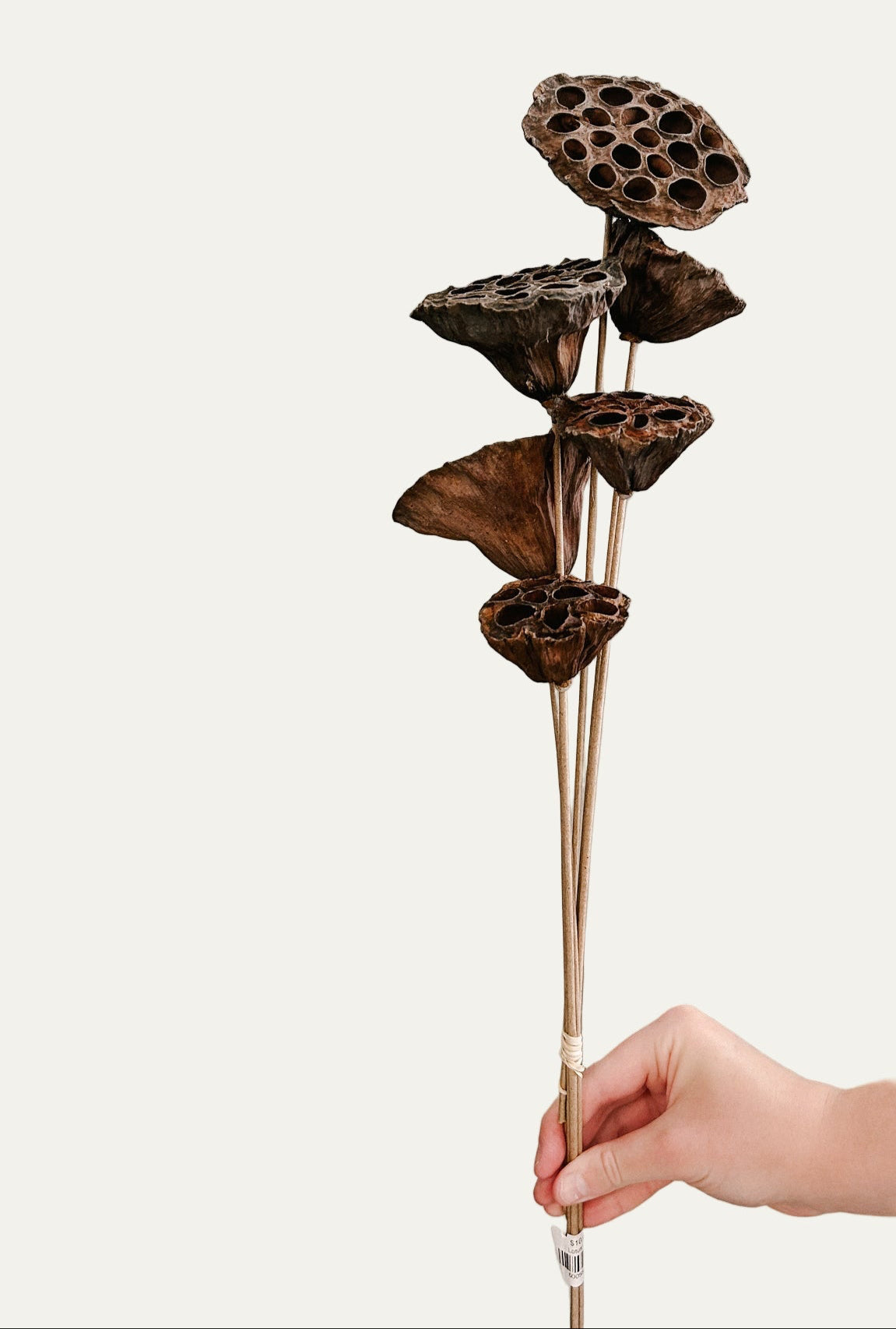 Natural Dried Foliage