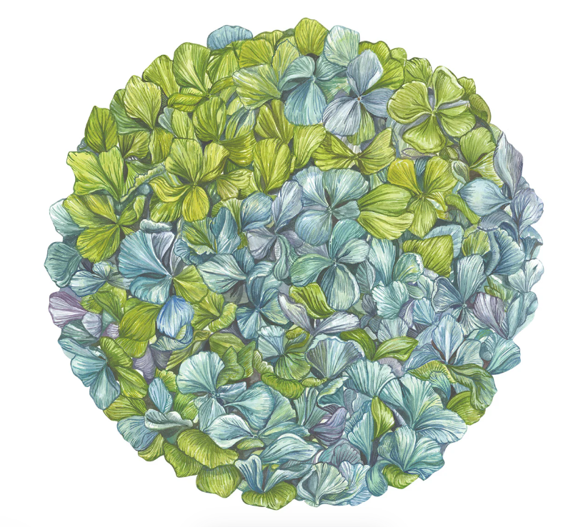 Hydrangea Placemat