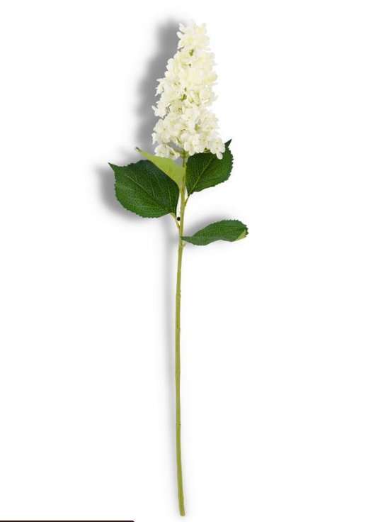 Hydrangea Stem