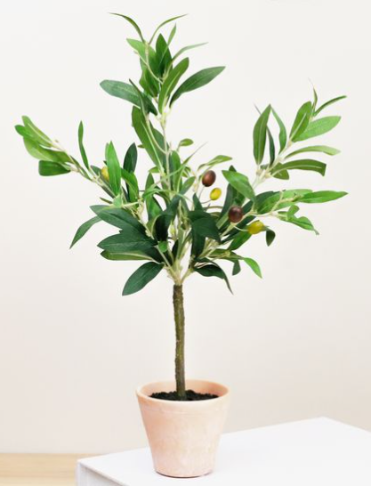 Olive Tree in Pot