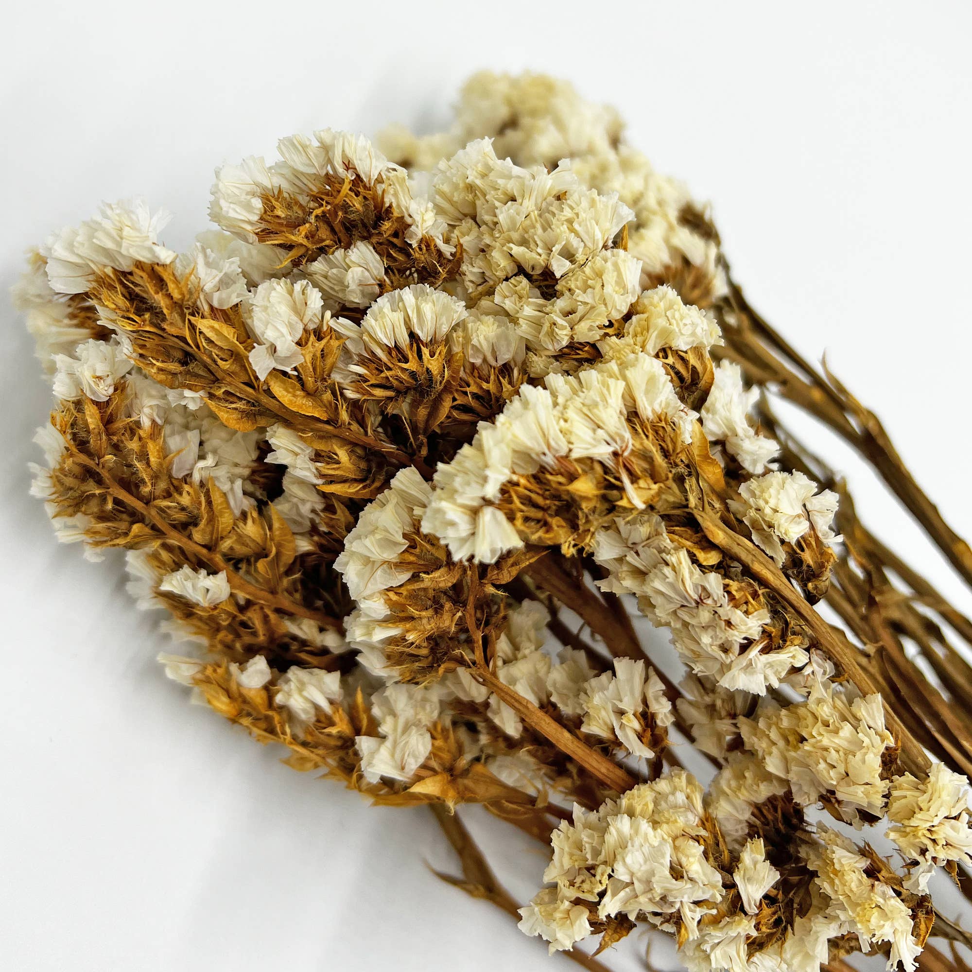 Dried Myosotis Bouquets