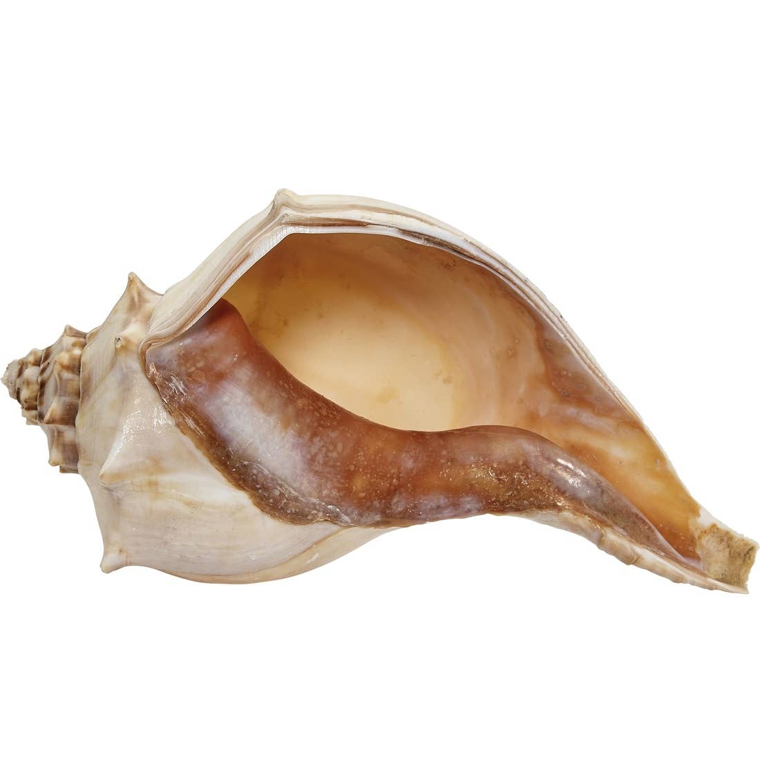 Conch Shell