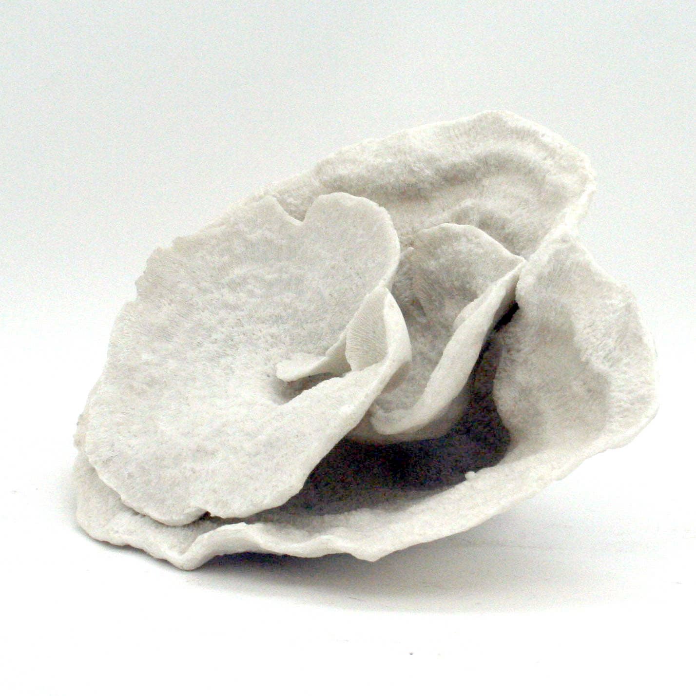 Faux White Montipora Coral