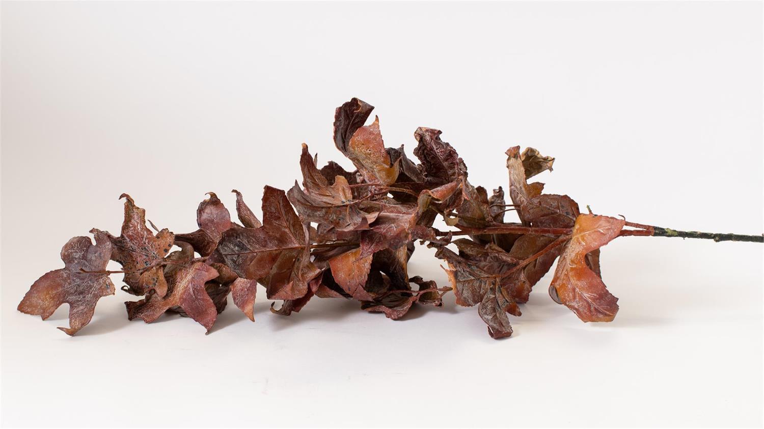 Dried Maple Leaves