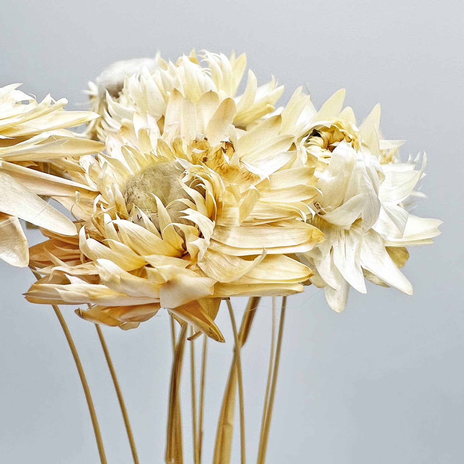 Dried Ruby Daisy Flower