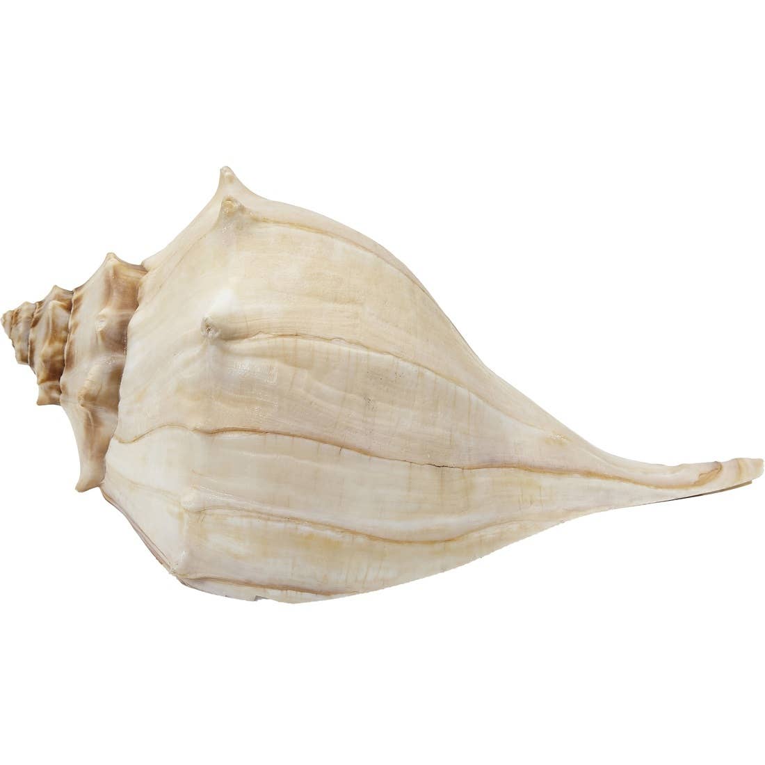 Conch Shell