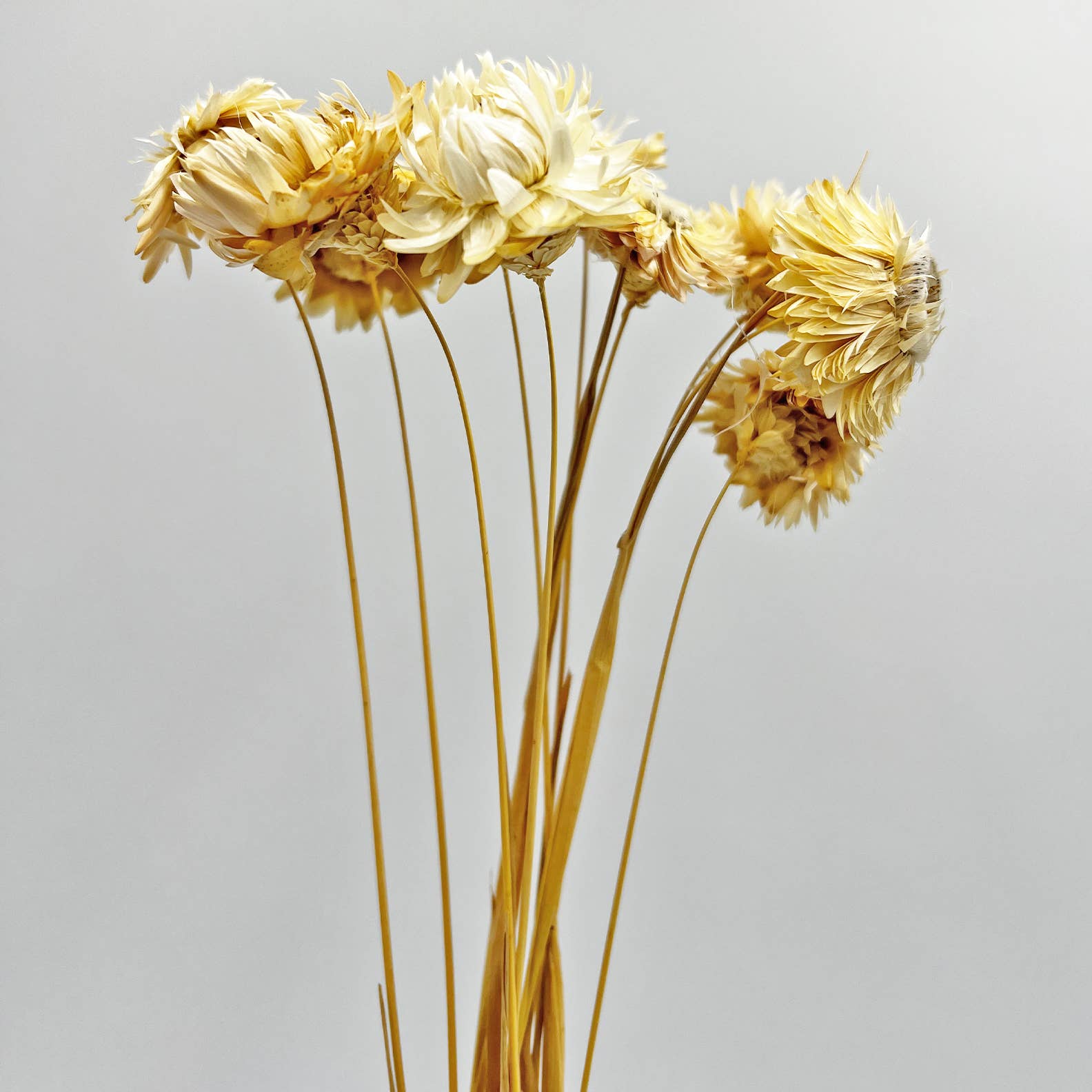 Dried Ruby Daisy Flower