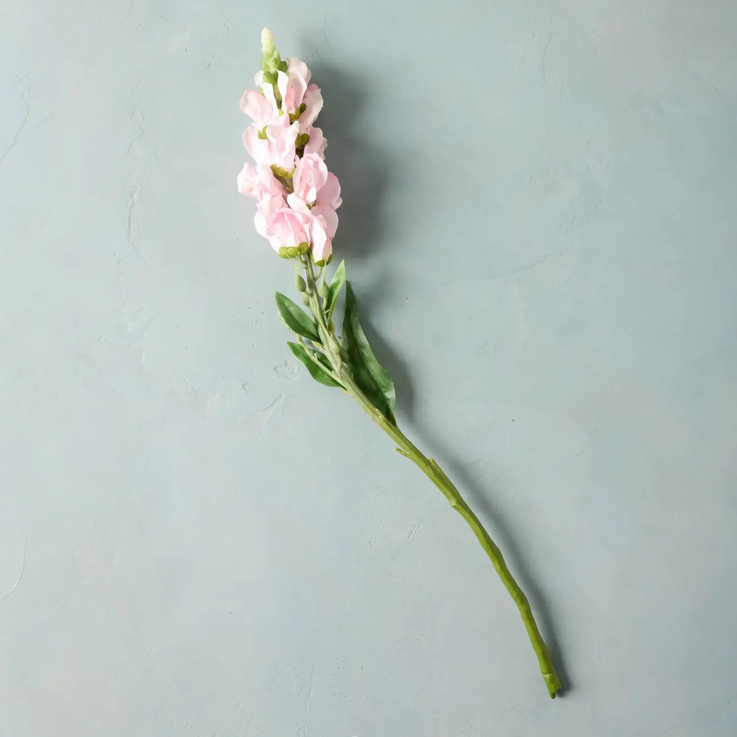 Pink Stock Flower Stem