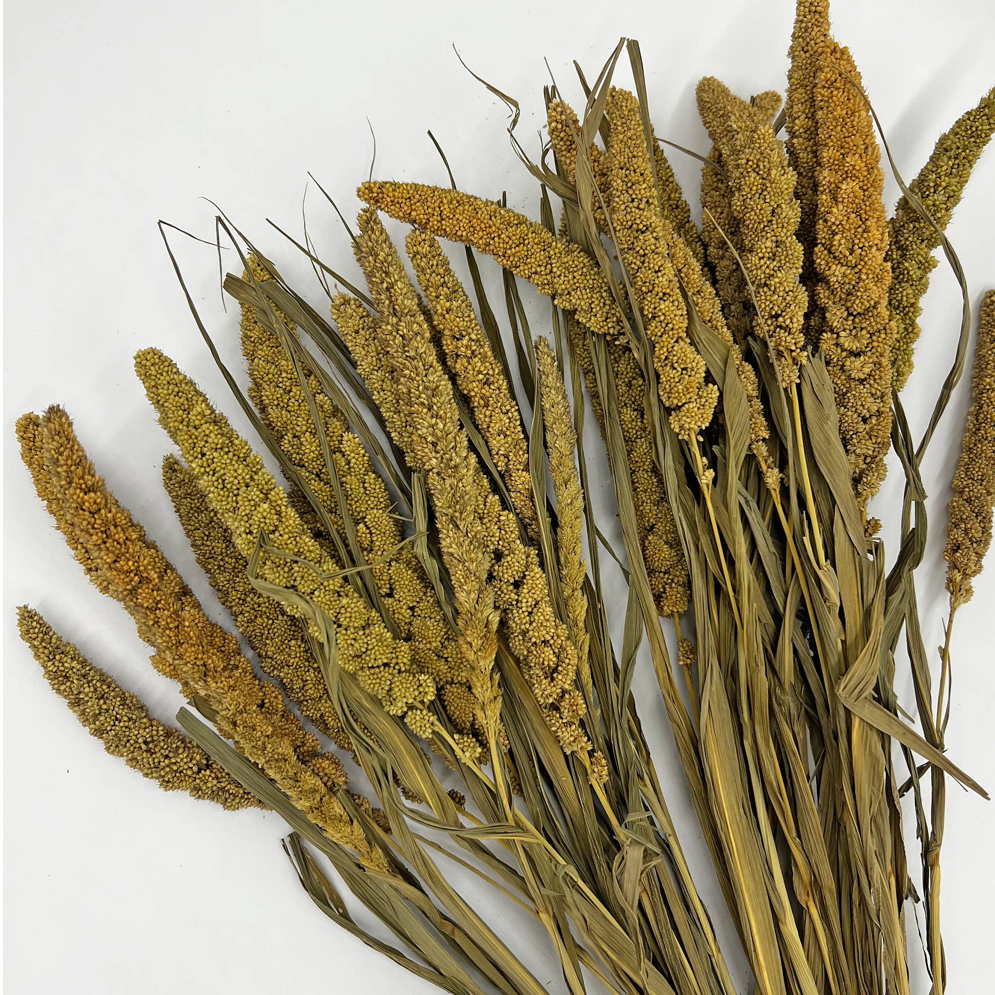 Natural Dried Foliage