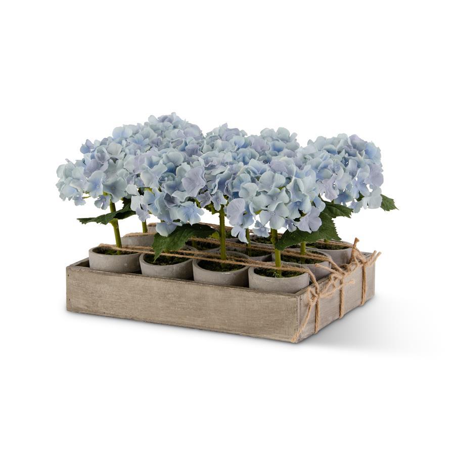 Potted Blue Hydrangeas