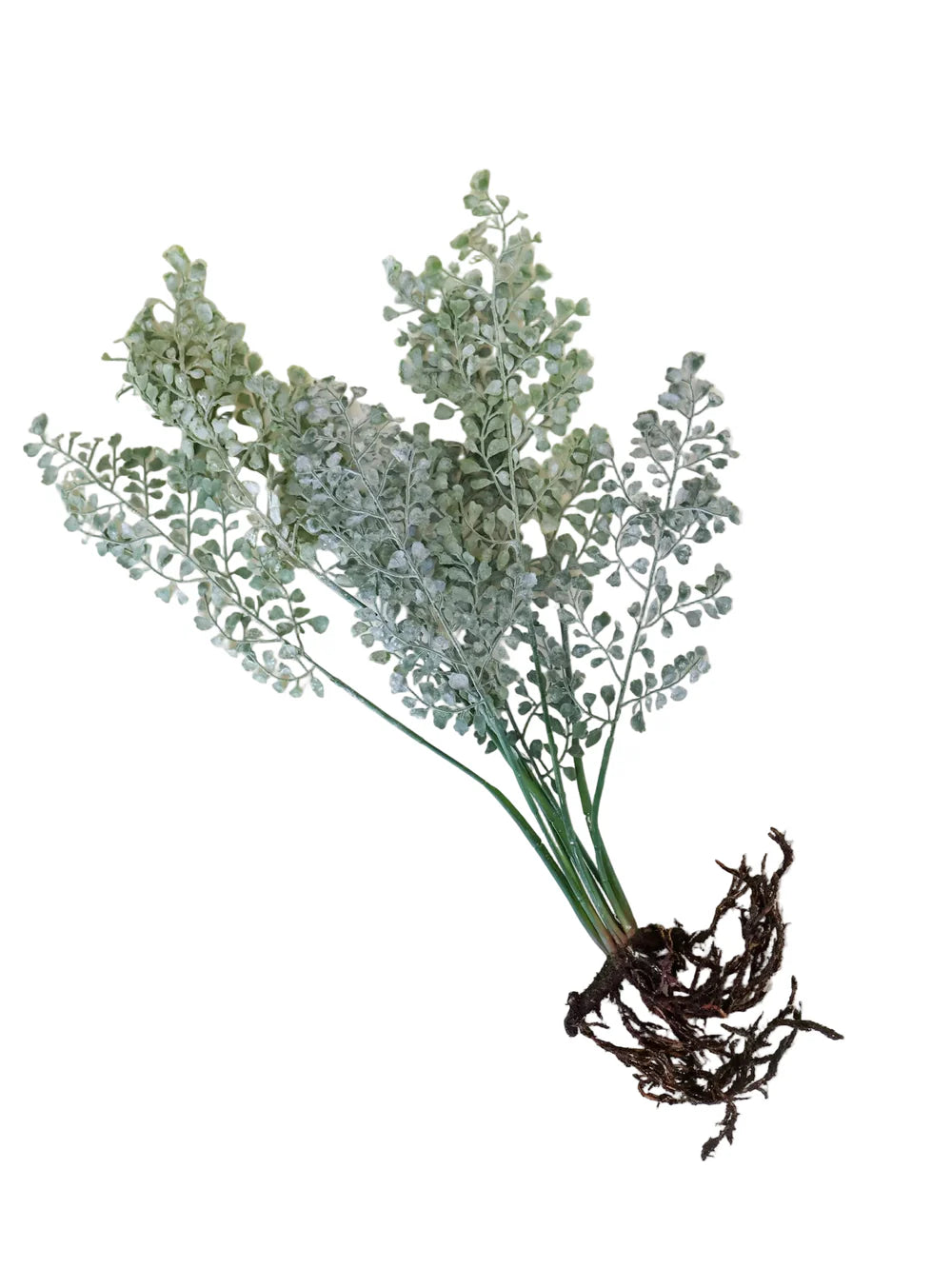 Coriander Stem