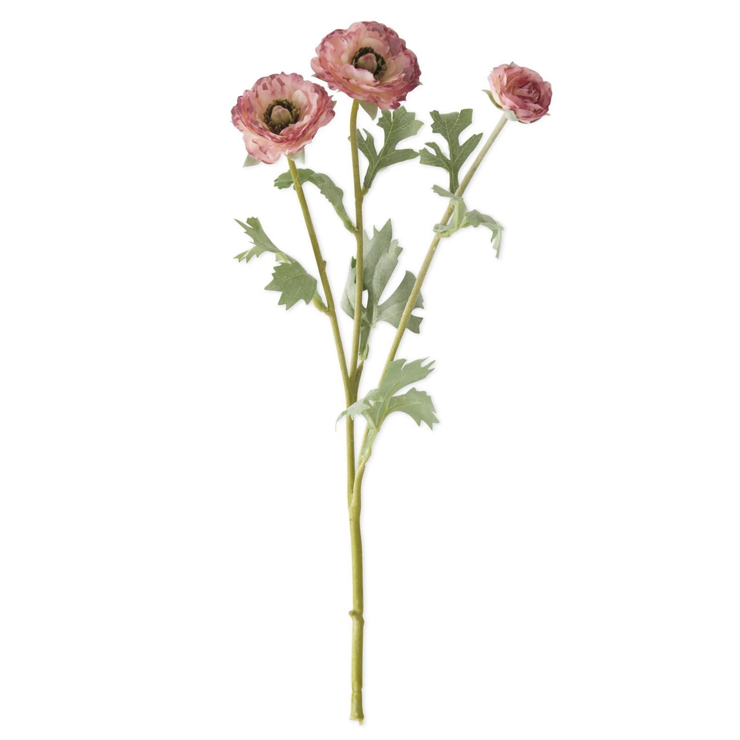 Pink Ranunculus Stem