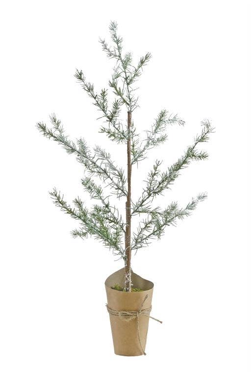 Mini Spruce Pine Tree in Pot