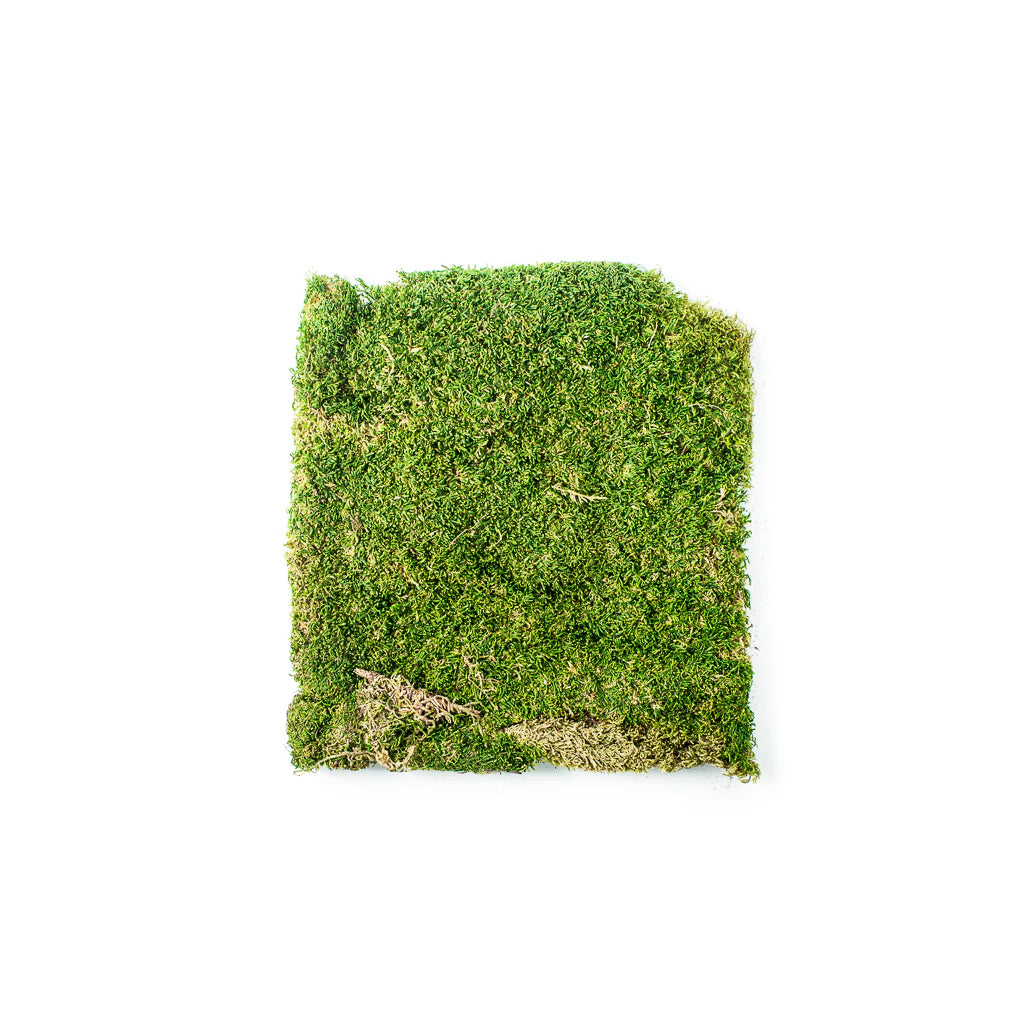 Preserved Sheet Moss