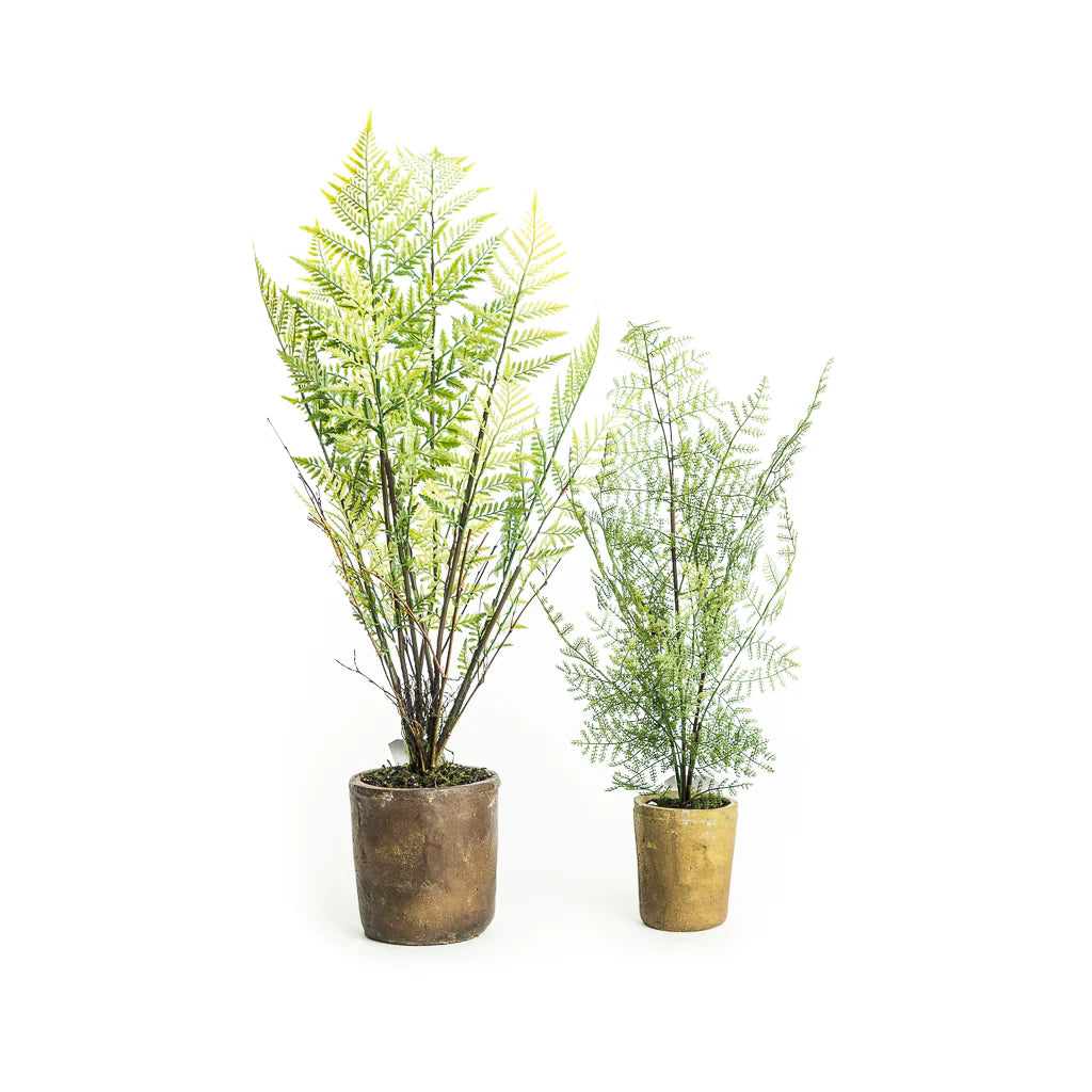 Fern in Ceramic Pot