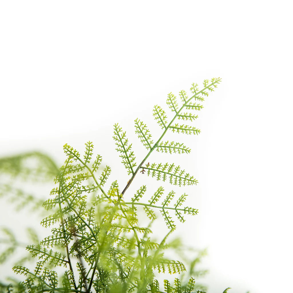 Fern in Ceramic Pot