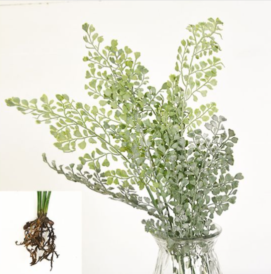 Coriander Stem