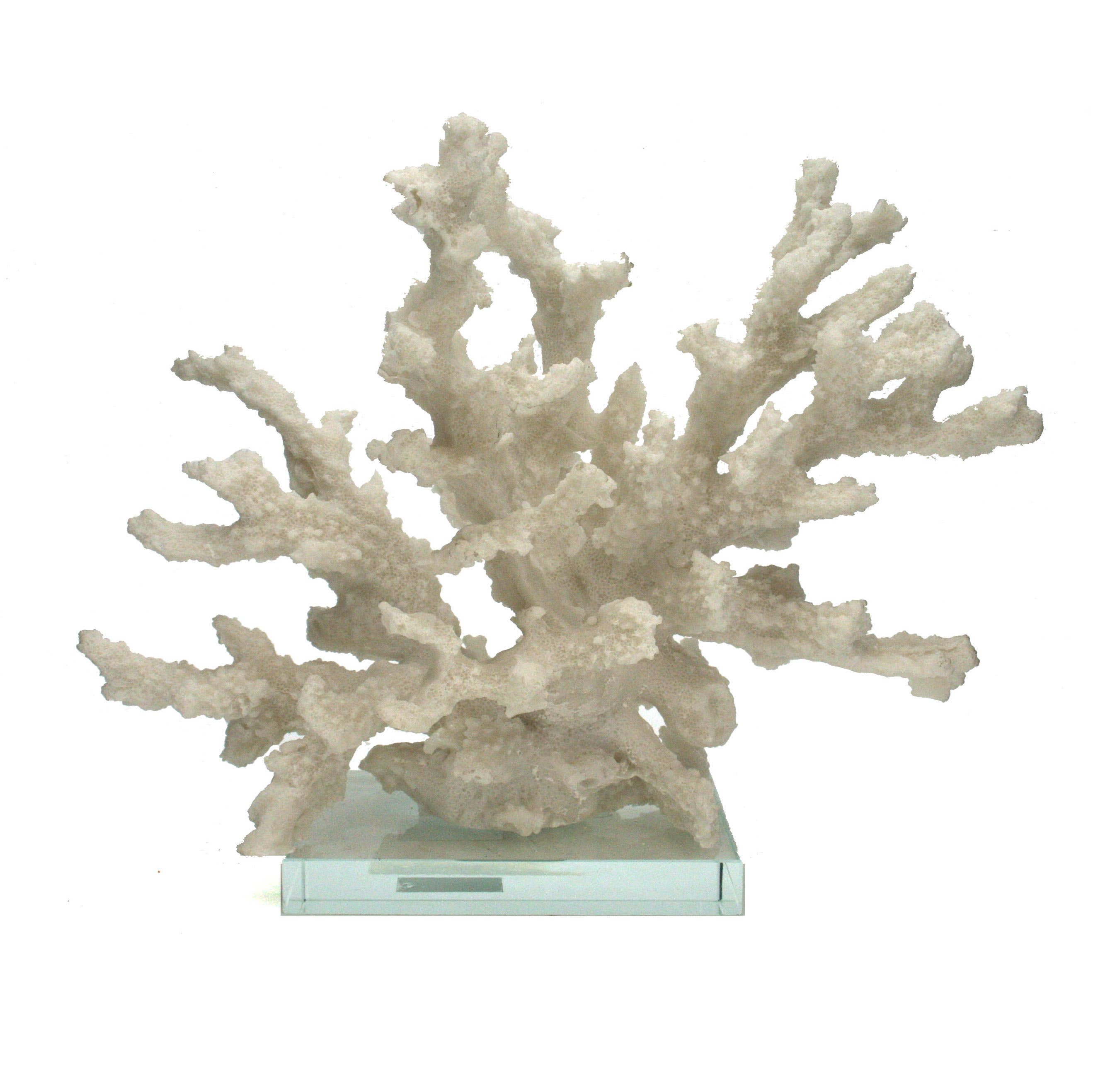 Branching Coral with Glass Base