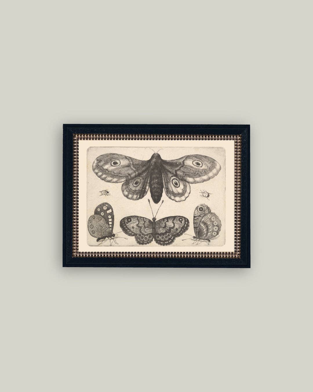 Various Insects Framed Antique Art