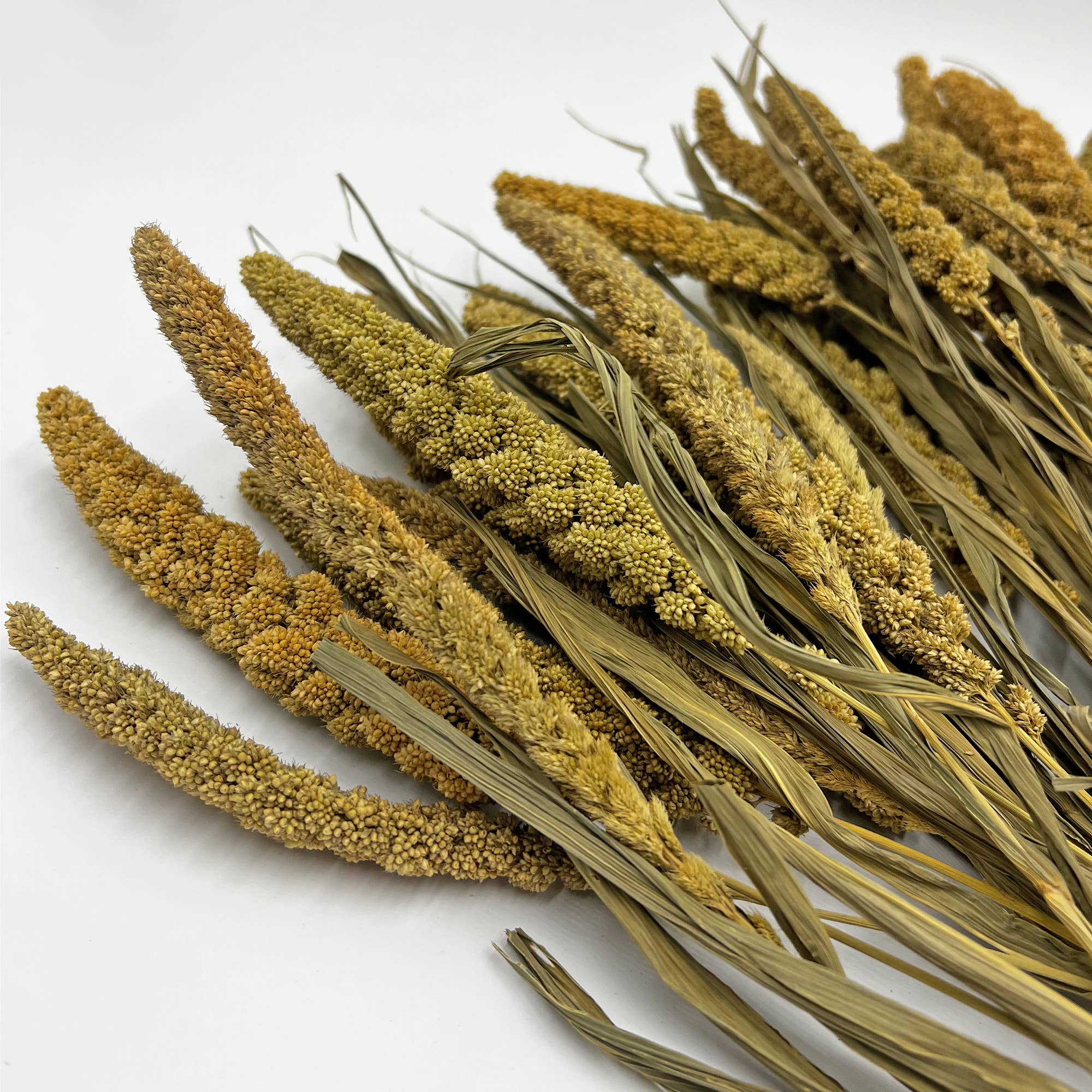 Natural Dried Foliage
