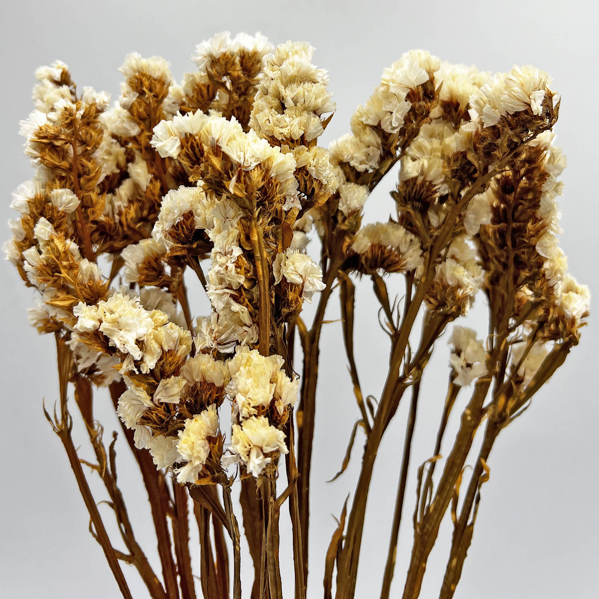 Dried Myosotis Bouquets