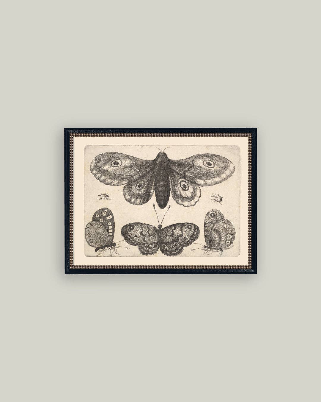 Various Insects Framed Antique Art