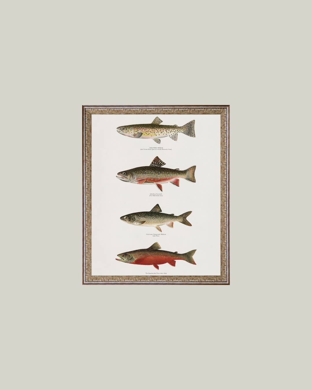 Vintage Trouts Framed Antique Art