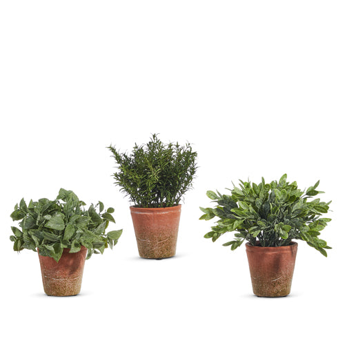 Soft Touch Potted Herb