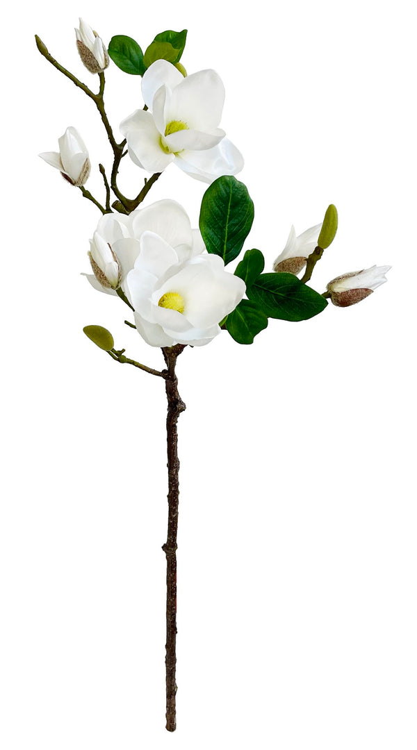 Magnolia Branch