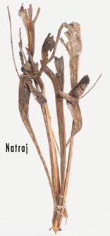 Natural Dried Foliage