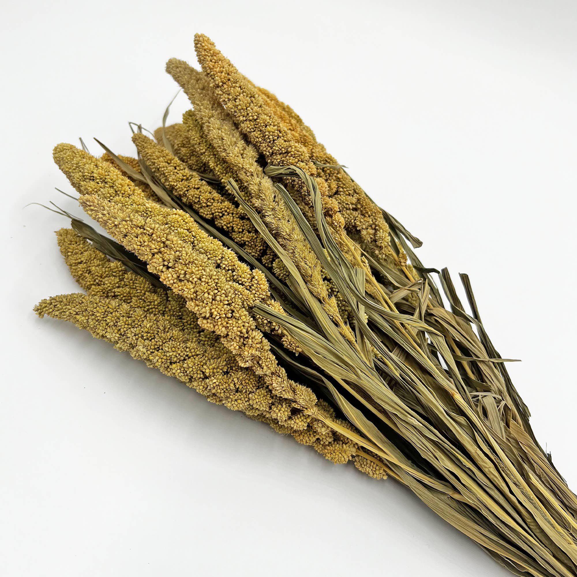 Natural Dried Foliage