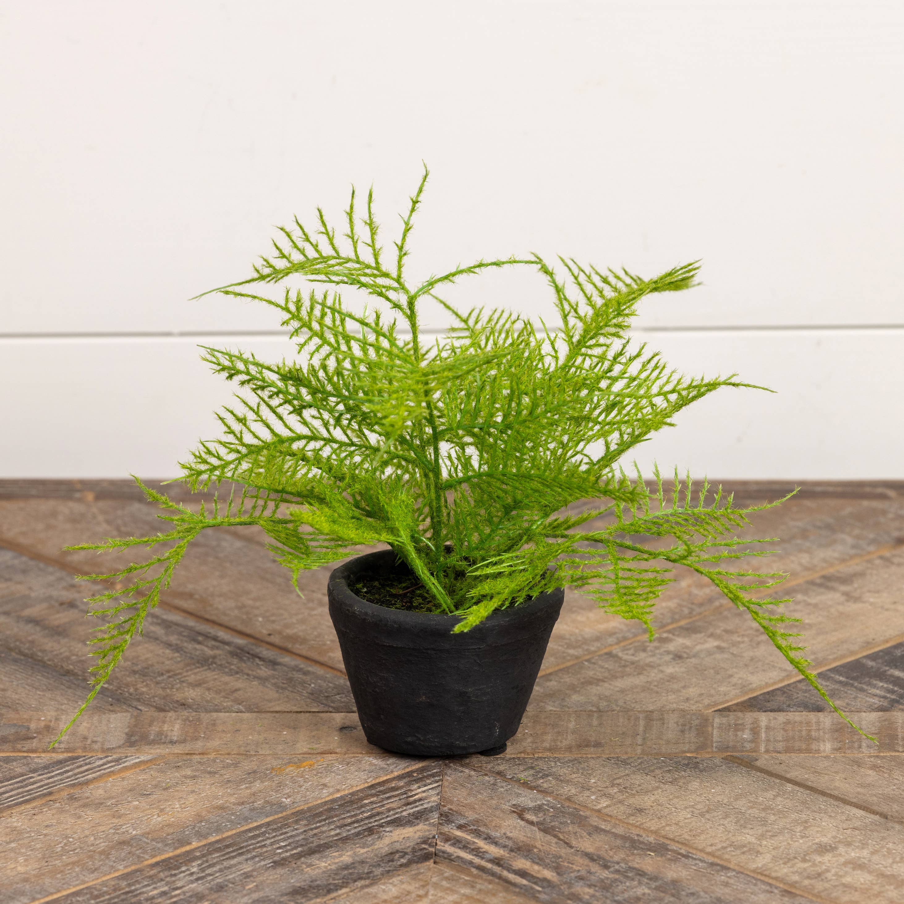 8" FERN IN CHARCOAL CERAMIC POT