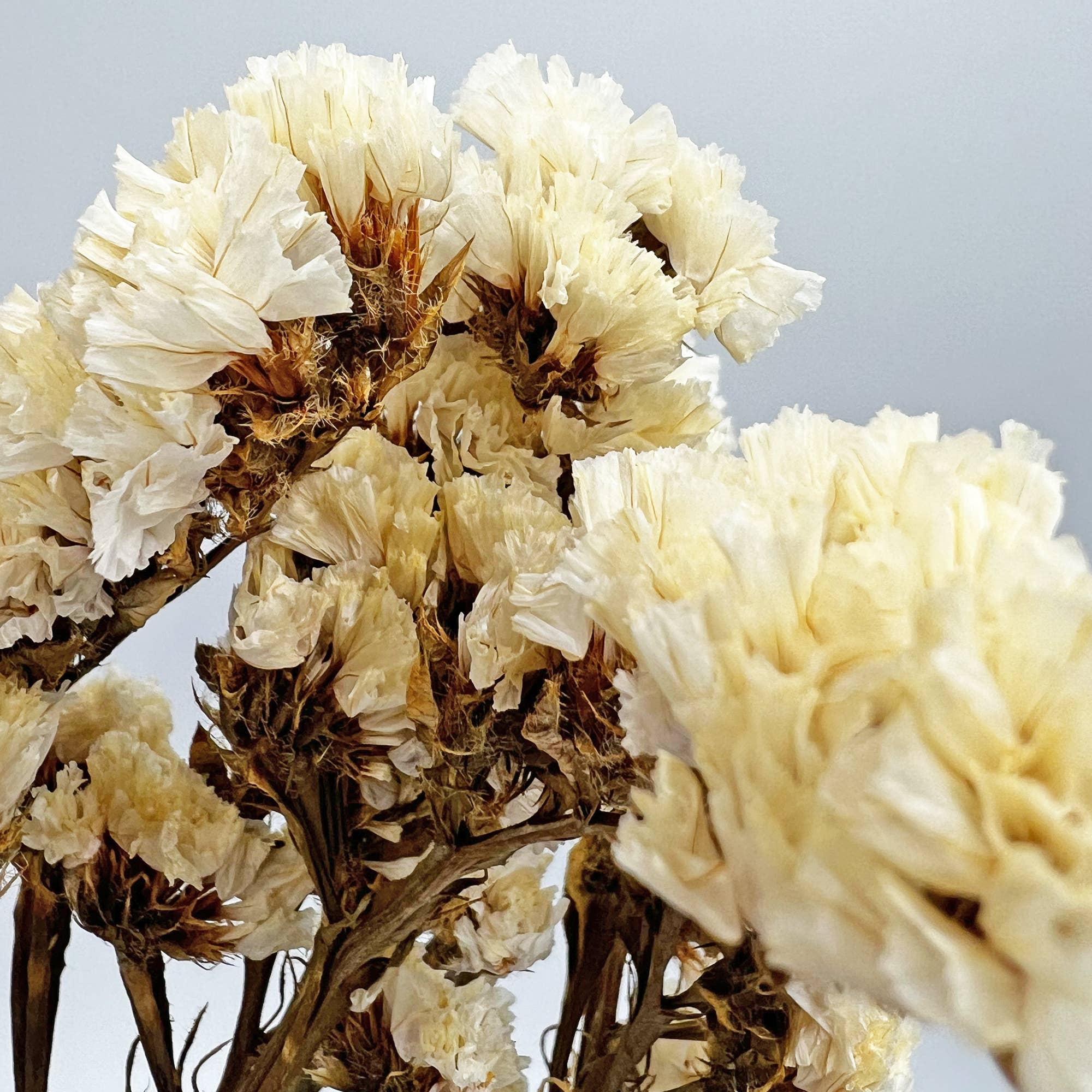 Dried Myosotis Bouquets