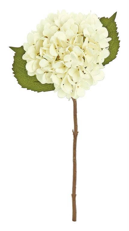 Hydrangea